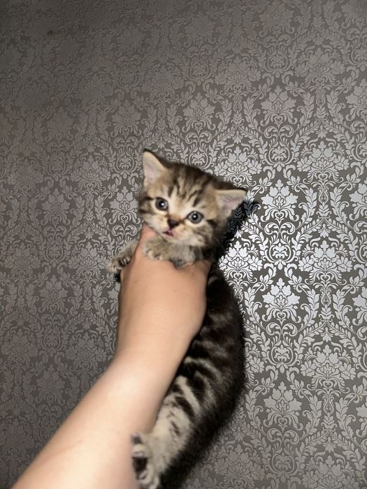 Шатландские котята