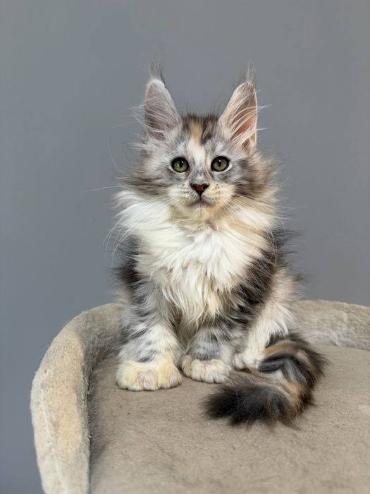 Котята мейн кун полидакты
