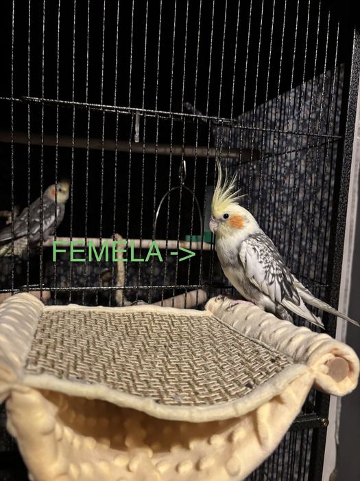 Pereche nimfee+cusca