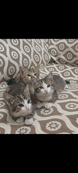 Отдам котят бесплатно