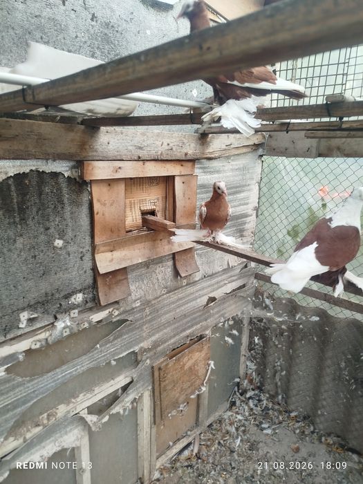 Продам голубеи разных