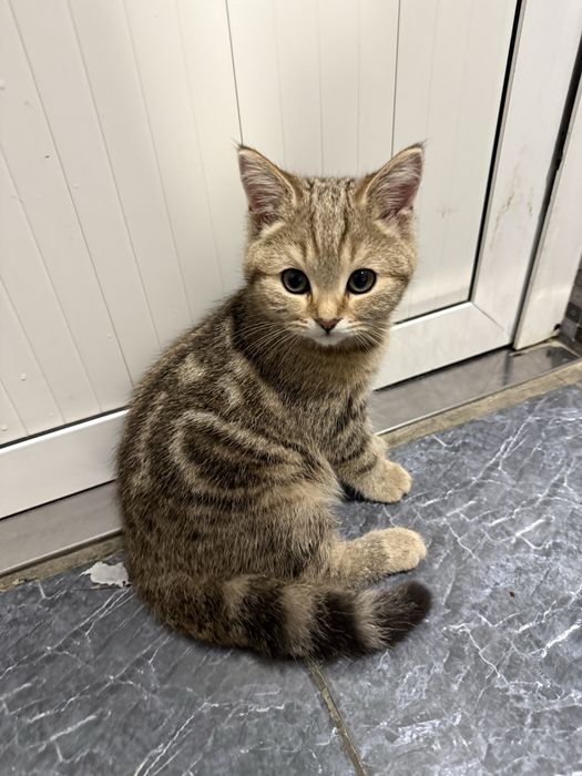 Seribristiy shinshila bilan zalatoy shinshila bolalari