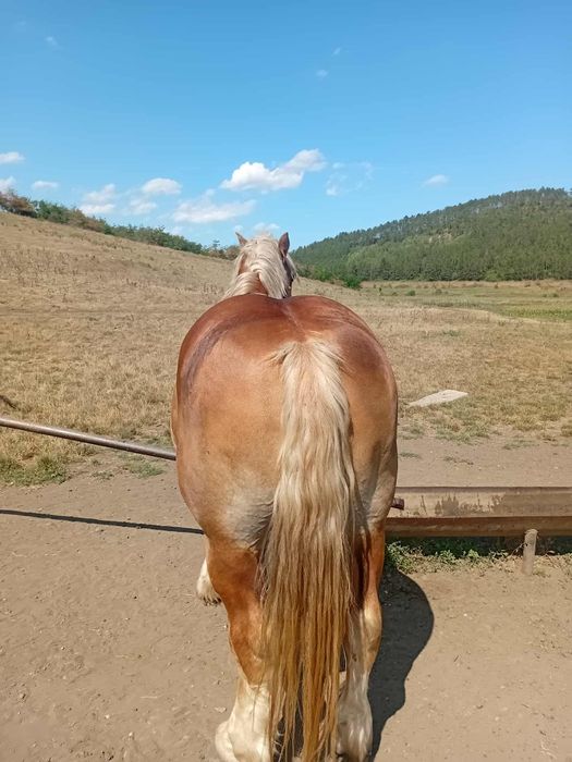 Vând harmasar foarte cuminte vârstă de 5 ani merge și la căruță