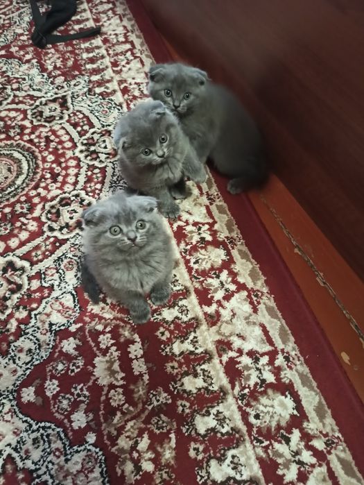 МУШУКЧАЛАР сотилади. Котята.