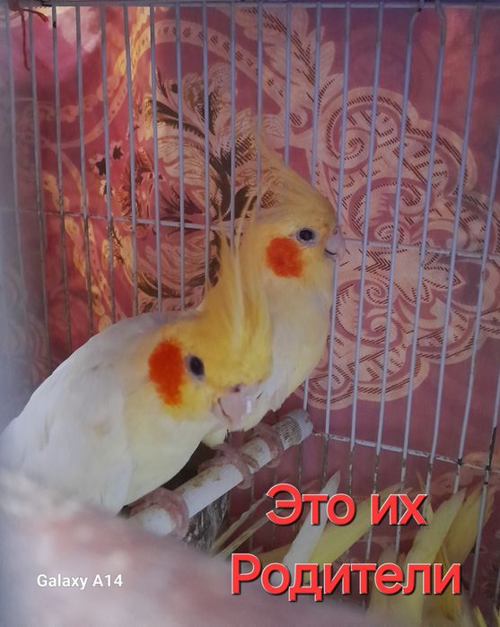 Продаются попугаи Корелла