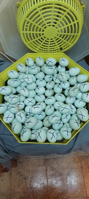 De vânzare oua incubat araucana