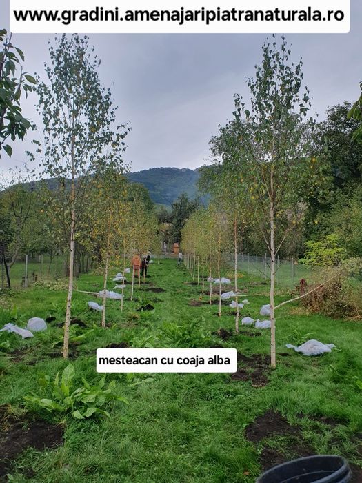 Meateacan alb, mesteacan cu coaja alba, mesteacan decorativ, mesteacan curgător