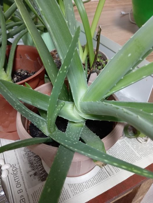 Продам Алоэ Вера