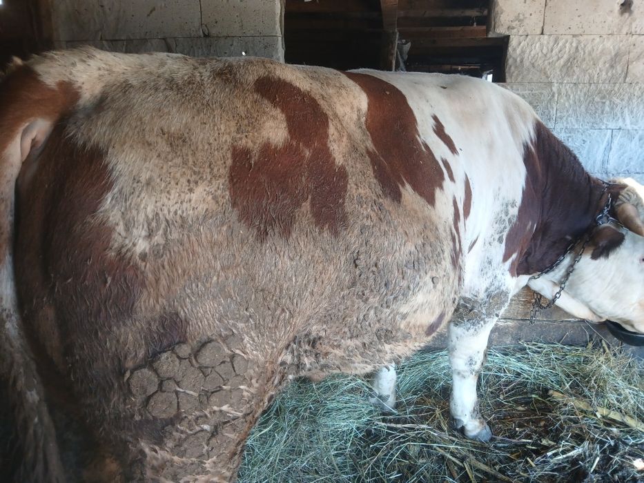 Vând doi tauri mari și frumoși