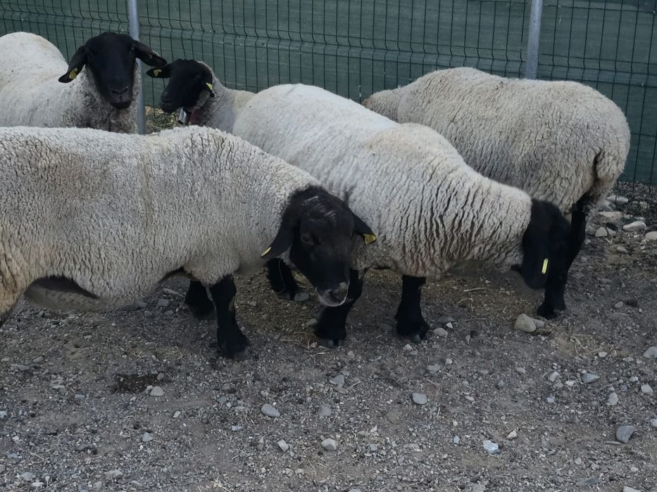 Oi si miei Suffolk