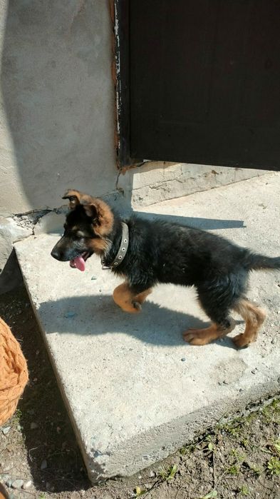 Щенок немецкой овчарки