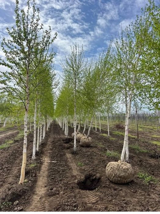 Vând tuia leylandii și mesteacăn alb