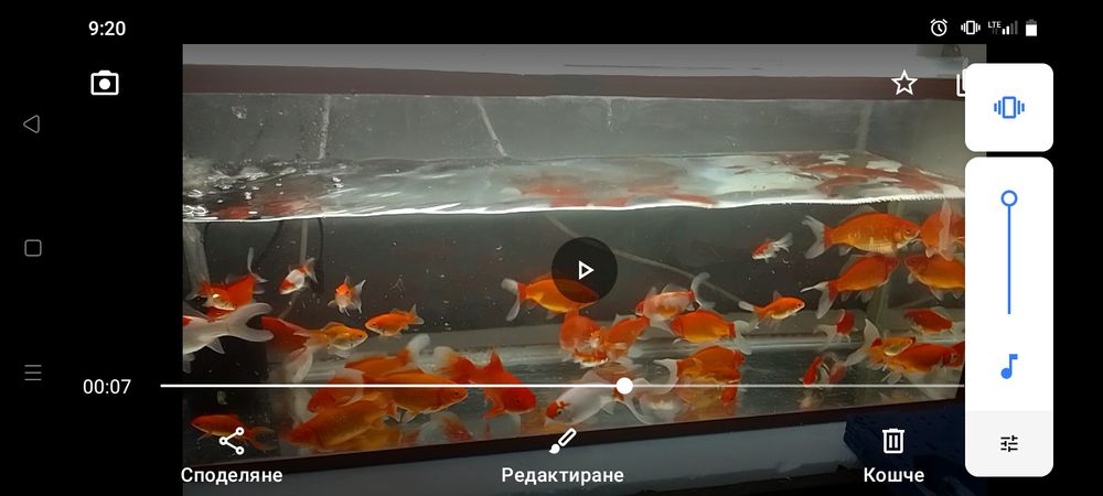 Златни рибки 15-20см