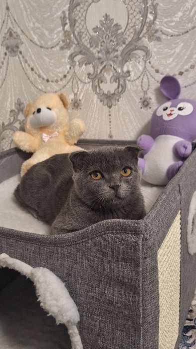 Продается котенок