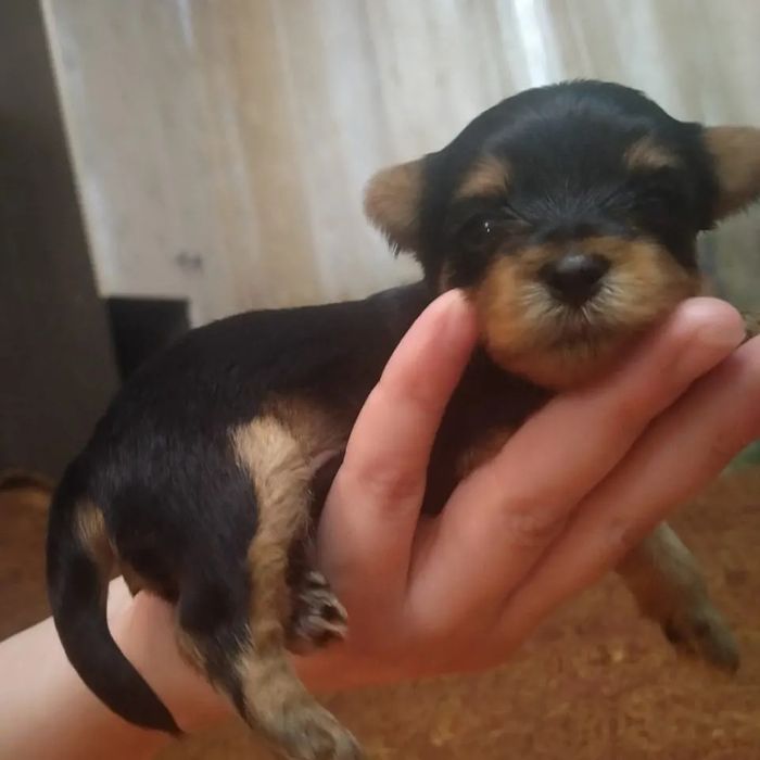 Йоркширский терьер