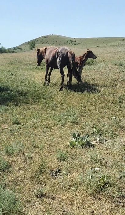 Кабыла бие қулынды