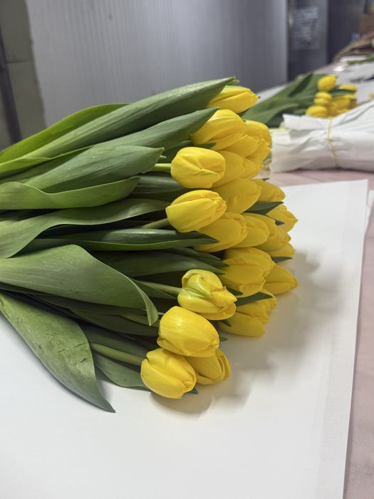 Тюльпаны оптом.