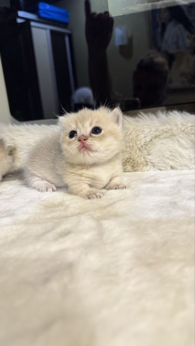Munchkin male продается