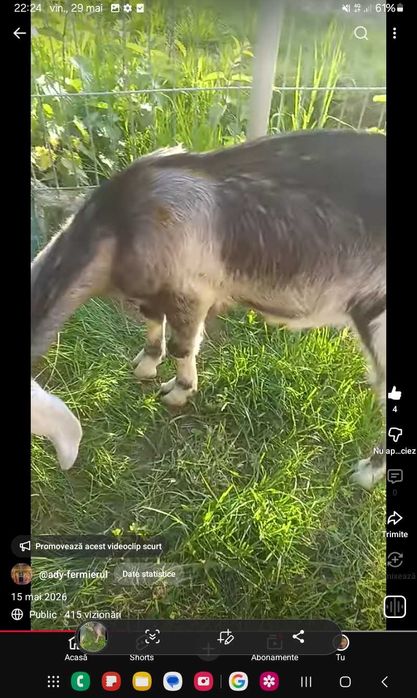 Tap agnolubian de vanzare. 100 euro.sau schimb cu cereale