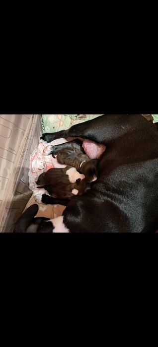 Домашни любимци  - Американски Стаф малки кученца паленца