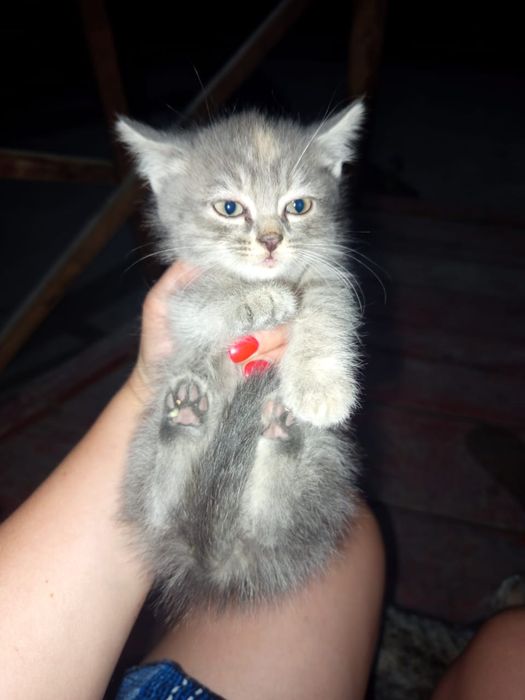 Отдам котят в добрые руки
