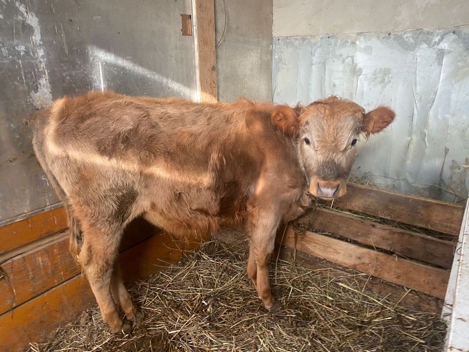 2баспак сатылады