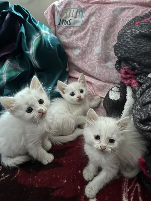 Отдам в добрые руки