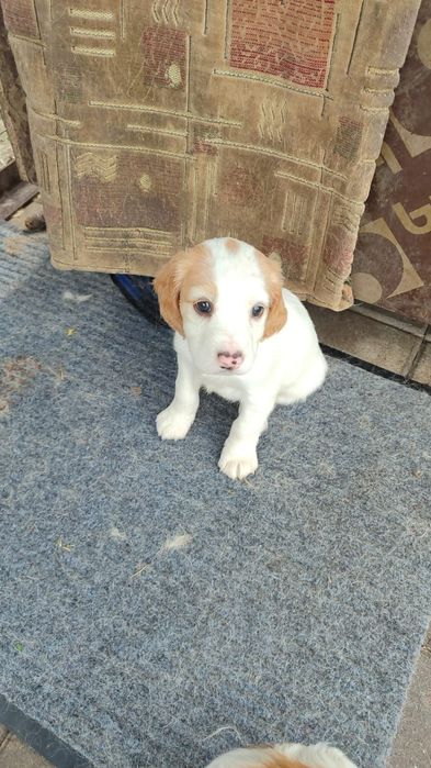 Русский спаниель