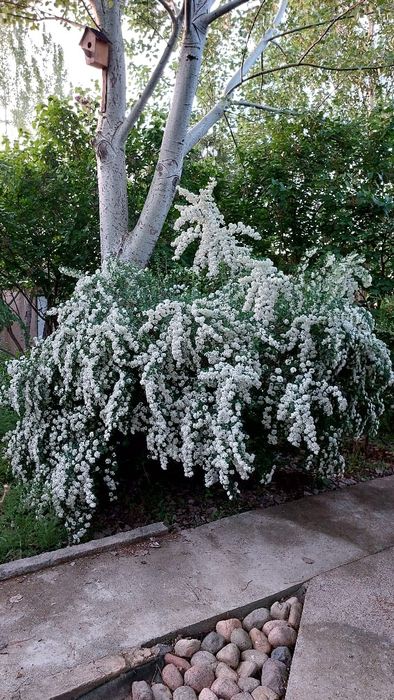 Дача (дом с участком 14 соток в дачном массиве)