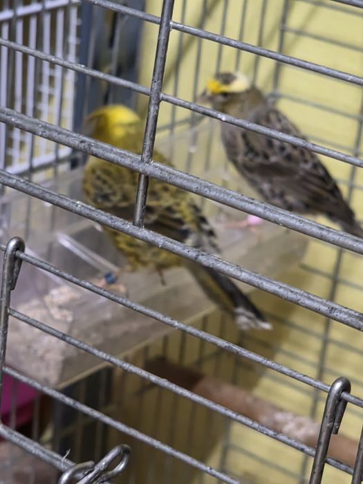 Canari de vanzare