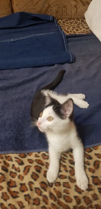 SOS ! Котёнок.  Даром !