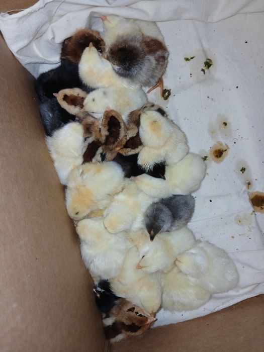 Сатылатын шожелер бар 4/5 кундык