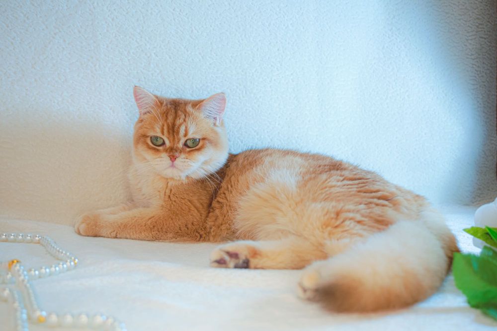 Британская золотая шоколадная шиншилла из Питомника Catalin_Castle