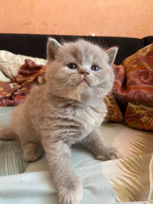 Вязка британского кота