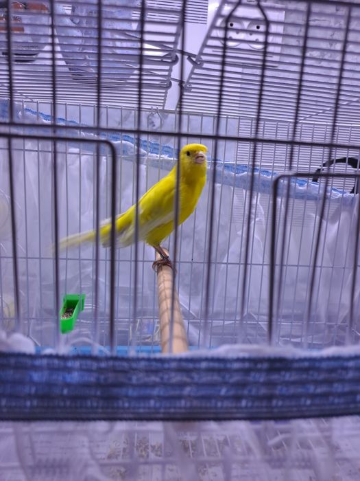 Канарейка 10 ойлик