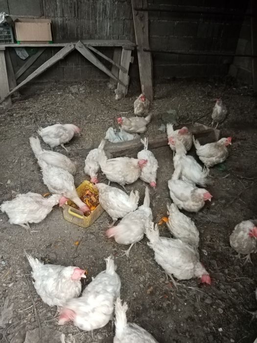 Продам кур несушек