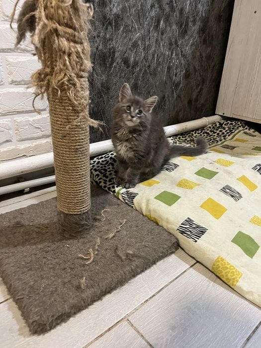 Maine Coon mascul disponibil  Pedigree WCF