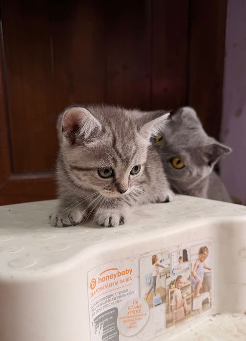 Котки Британска Късокосместа Сребърна Чинчила / Шотландска Клепоуха