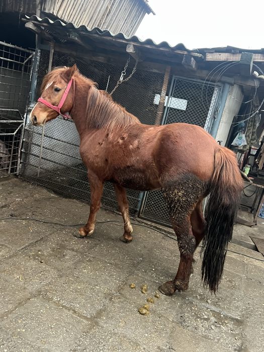 Vand 2 carlane frumoase