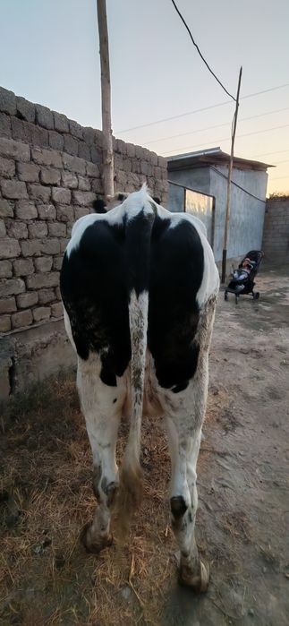 Qora mollar galeshten frist