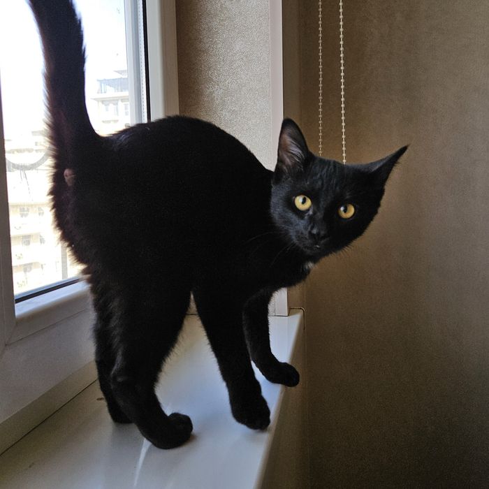 Малышка Багира в поисках дома!! Ташкент!