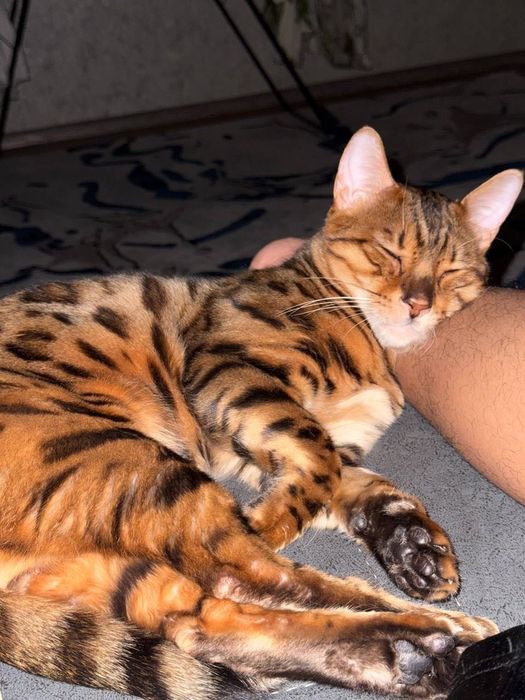 Бенгальский кот мальчик спокойный