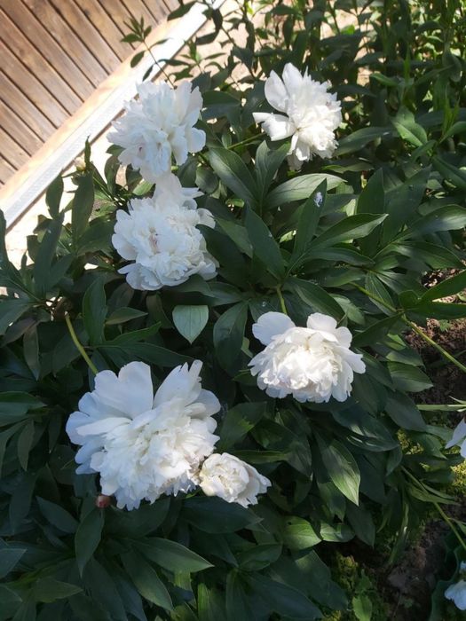 Кўп йиллик пион гуллари сотилади. Ранглари айнан расмда кўрсатилган