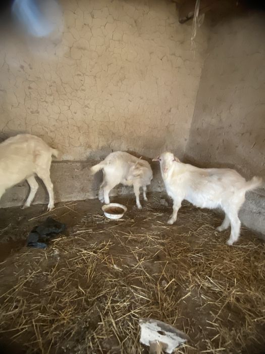 Орыс ешкілері сатылады бірінші тума екі үш айда және туады келісіп бер