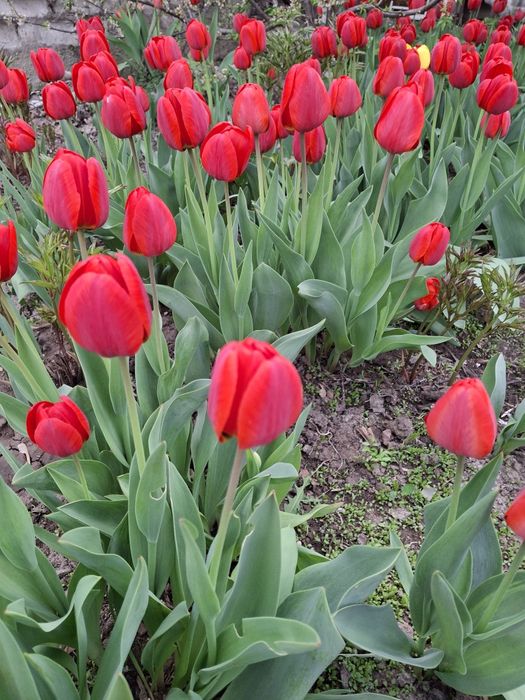 Продам тюльпаны садовые