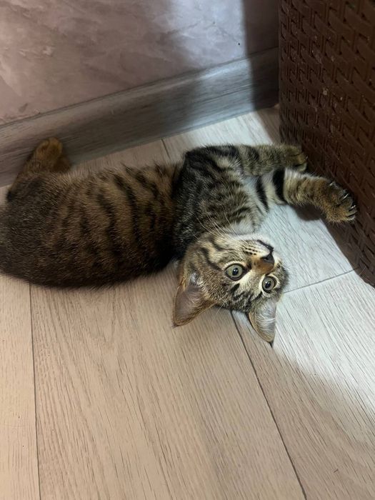 Отдадим котят в хорошие руки .Две девочки едят все . К лотку приучены.