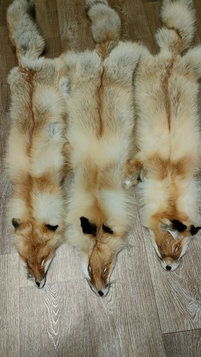 Продам мех рыжей лисы  20000т.