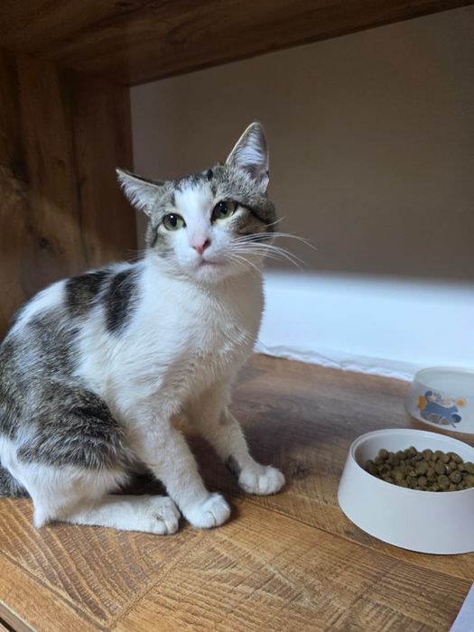 Котик в добрые руки