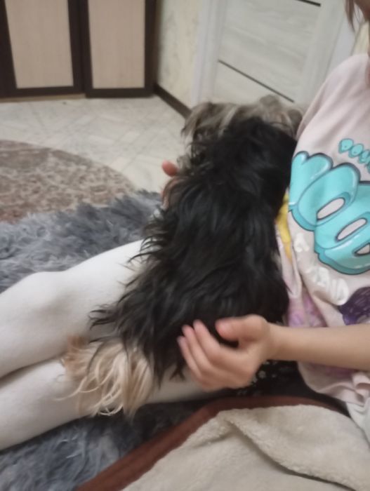 Продам Йорк мини