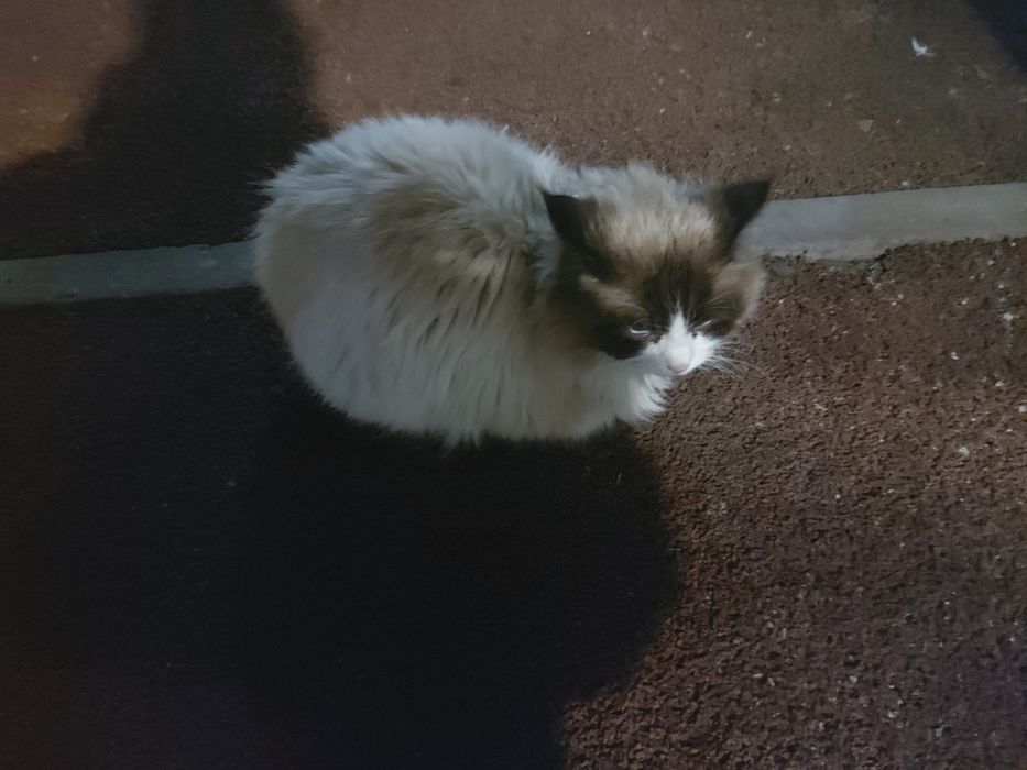 Найден кот Алматы